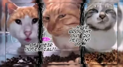 Cats Reach Their Potential