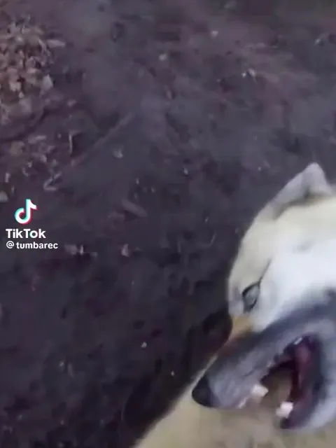 Белый медведь смеётся на земле