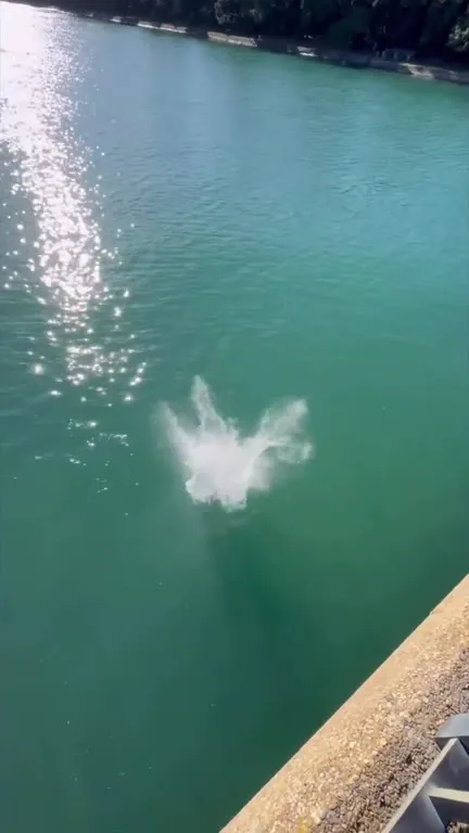 Wait for it: bridge jump
