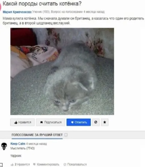 Котёнок британско-шотландской породы