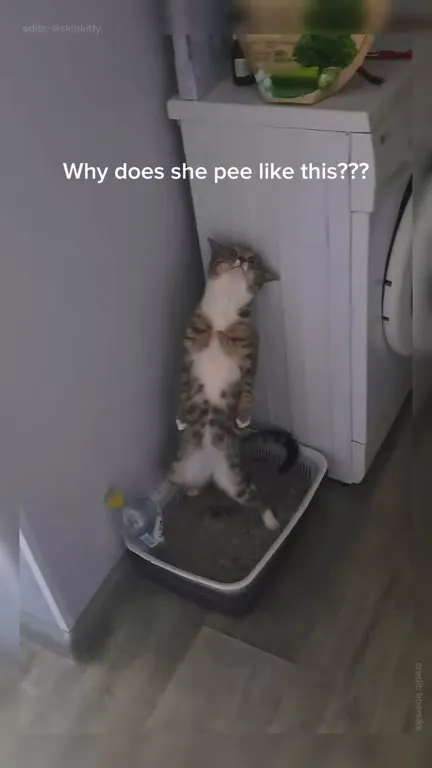 Cat Pees Standing Up