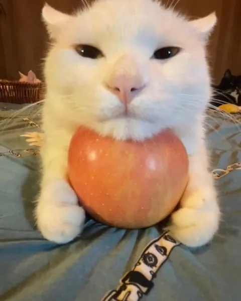 Кот с огромным яблоком