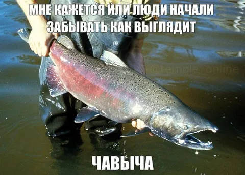 Люди забыли, как выглядит чавыча
