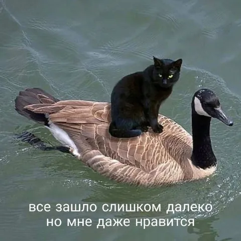 Кот на гусе