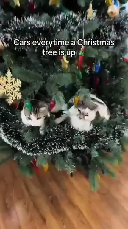 Cats in the Christmas Tree