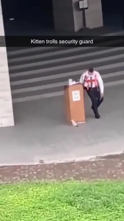 Kitten Trolling the Security Guard
