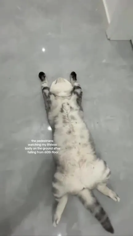 Cat Falls From the 60th Floor