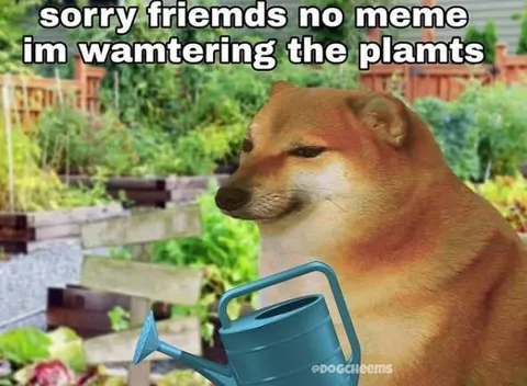 Sorry Friends No Meme