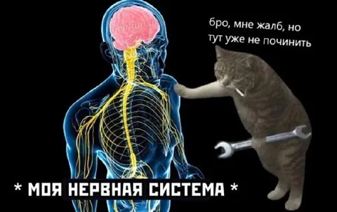 Кот чинит нервную систему