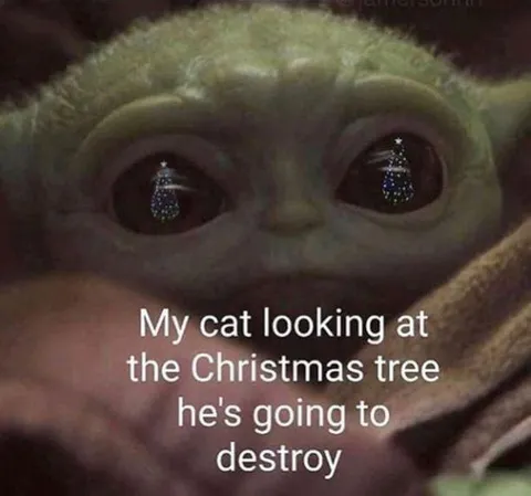 Cat Staring at the Christmas Tree