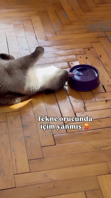 Tekne orucunda içim yanmış