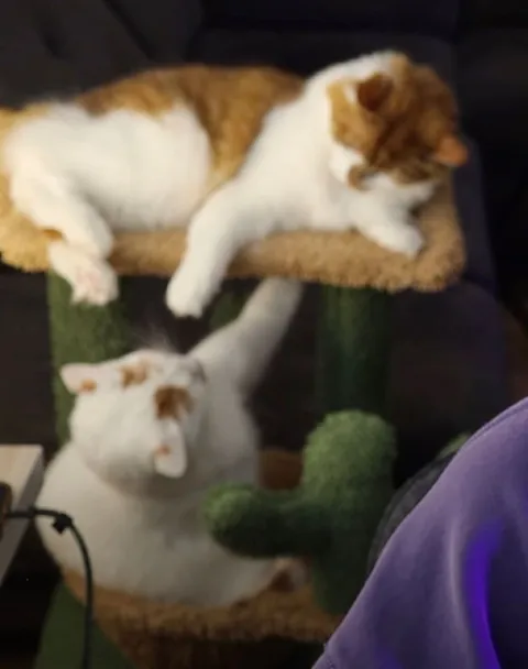 Кот на когтеточке