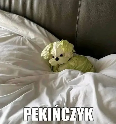 Pekińczyk pod kołdrą