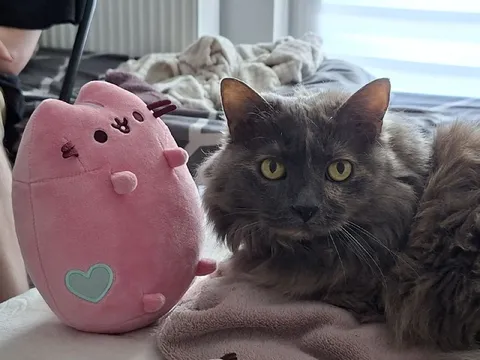 Кот и розовая игрушка