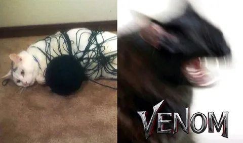 Cat Wrapped Like Venom