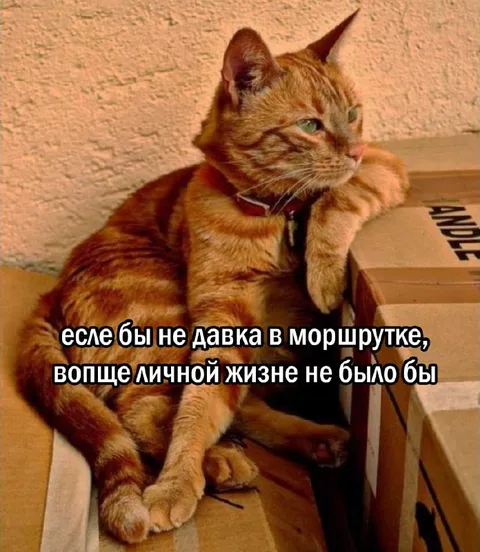 Давка в маршрутке и личная жизнь
