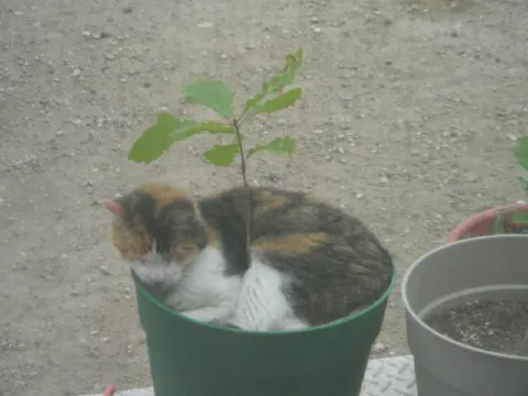 Котёнок в цветочном горшке
