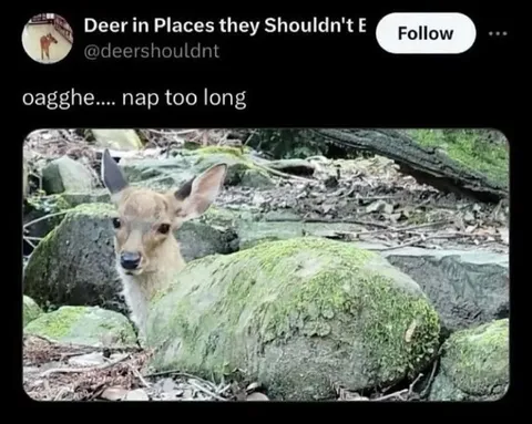 Deer Wakes Up From a Nap