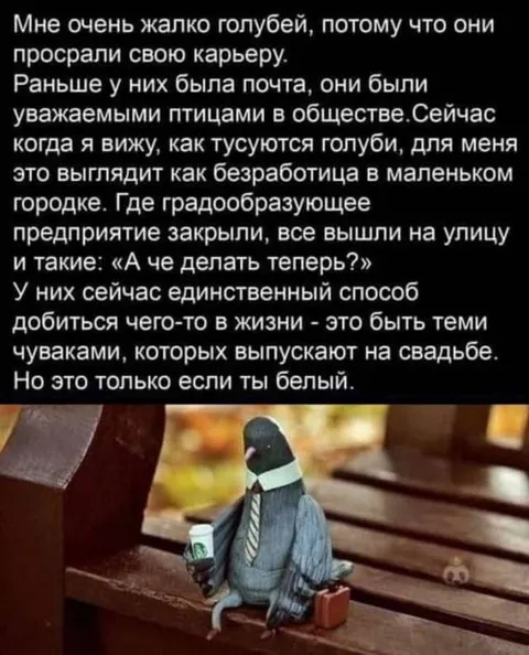 Голубь потерял карьеру