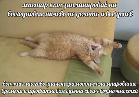 Кот всё успел, ничего не делая