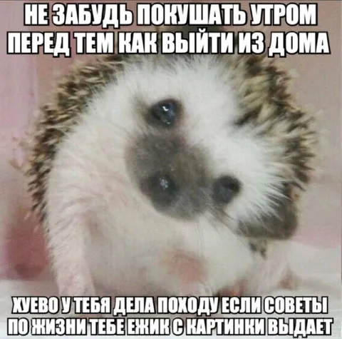 Ёжик даёт советы по жизни