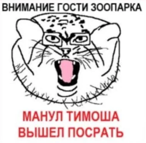 Манул Тимоша вышел посрать