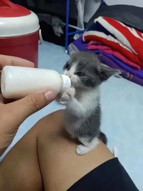 Котёнок пьёт из бутылочки