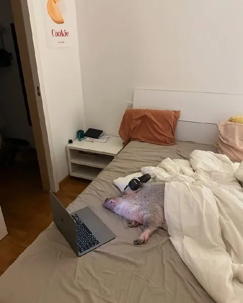 Pig Working From Bed
