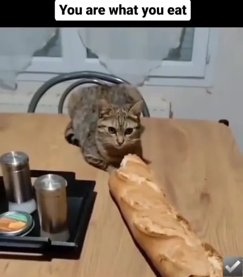 Cat Eats Like a Loaf of Bread