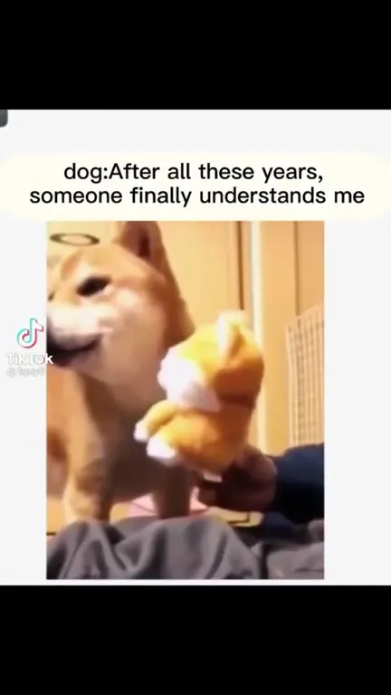 Dog Finally Feels Understood