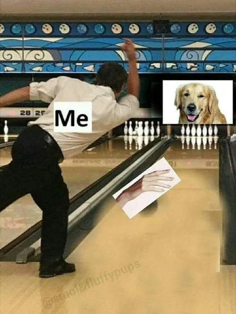 Me Trying to Get the Dog's Attention