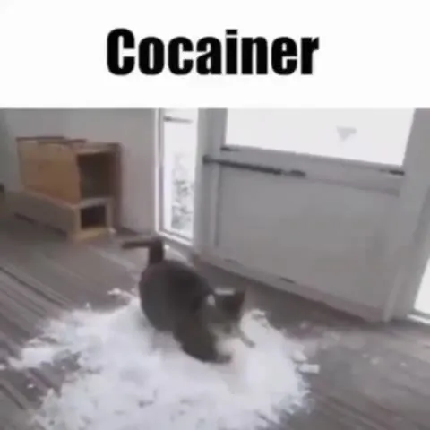 Cat Rolling in Cocainer