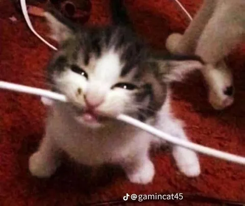 Котёнок запутался в проводах