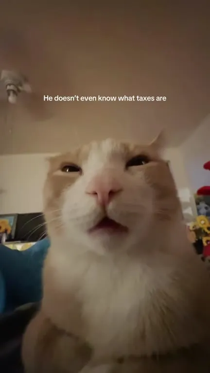Cat Doesn't Know About Taxes