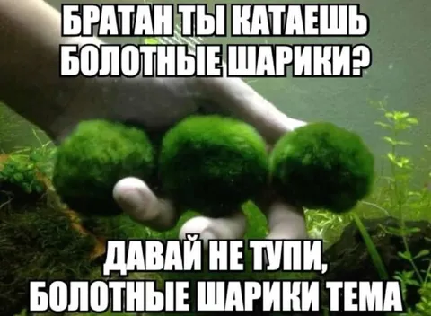 Братан, болотные шарики