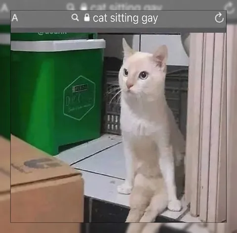 Cat Sitting Gay Search