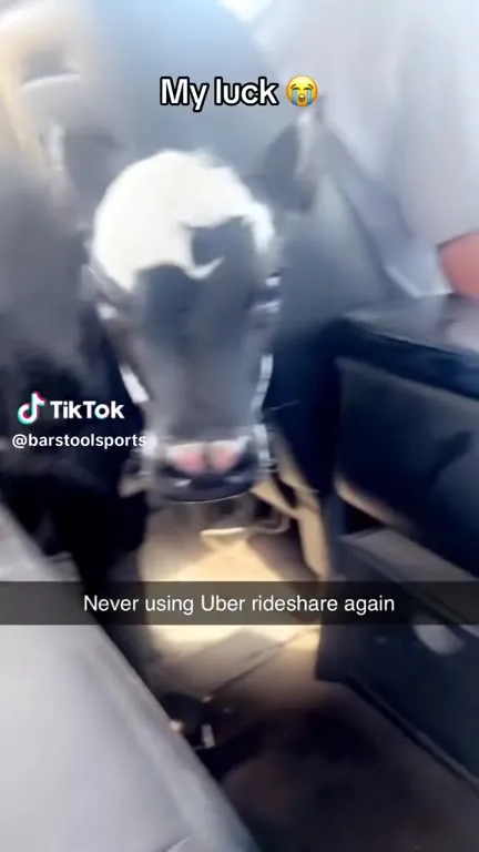 My Luck in an Uber Rideshare