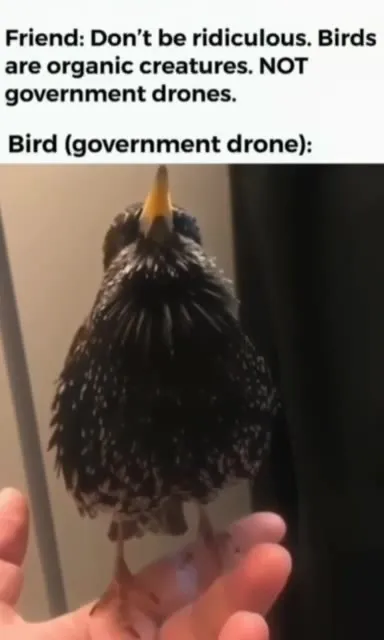 Bird Government Drone