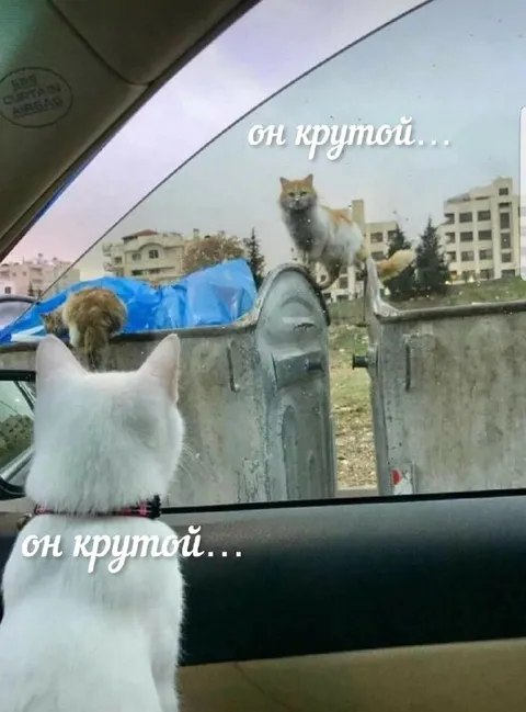 Он крутой кот