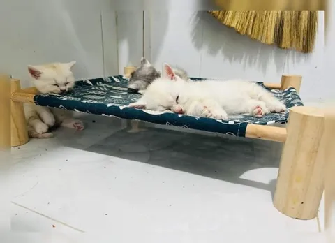 Котята делят одну лежанку