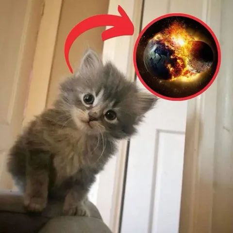 Котёнок уничтожает Землю
