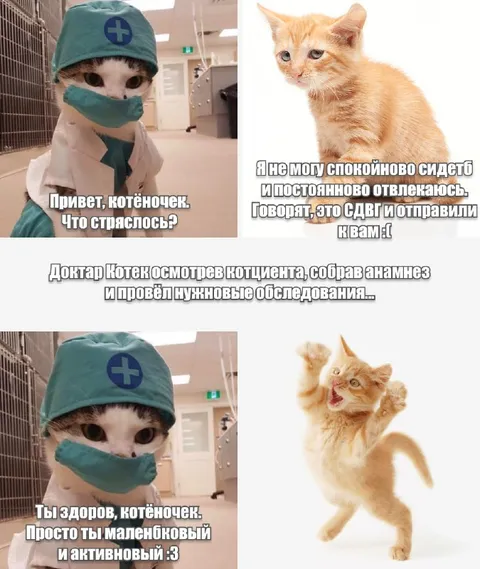Котёнок с диагнозом СДВГ