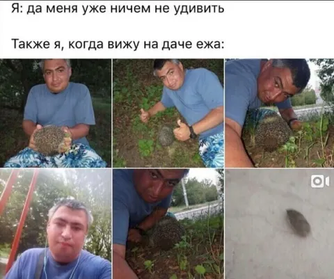 Когда увидел ежа на даче