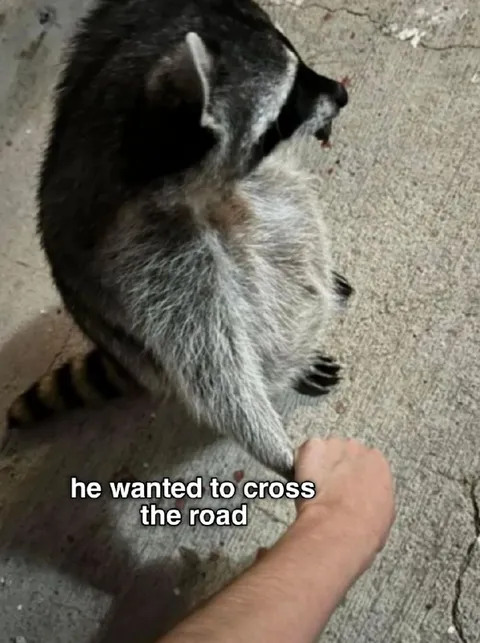 Raccoon Crosses the Road