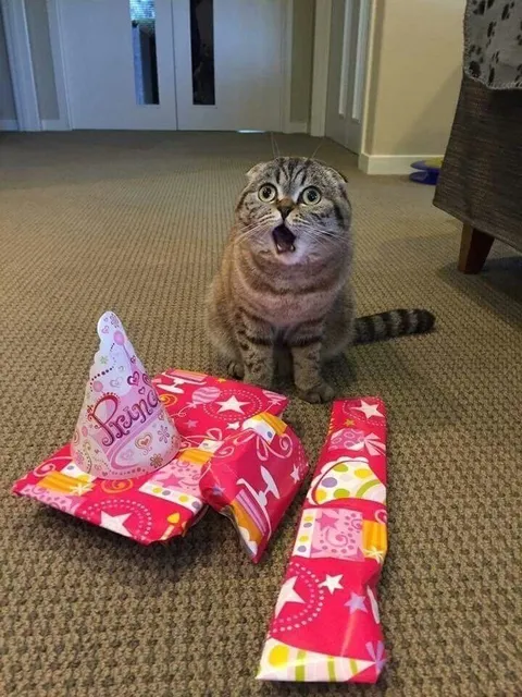 Cat Surprised by Birthday Gifts