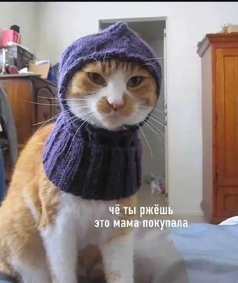 Кот в маминой шапке