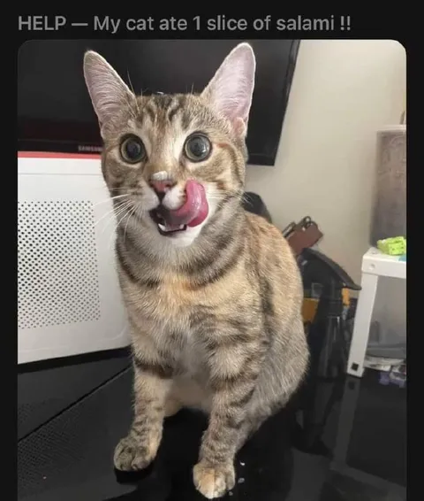 Cat Ate One Slice of Salami