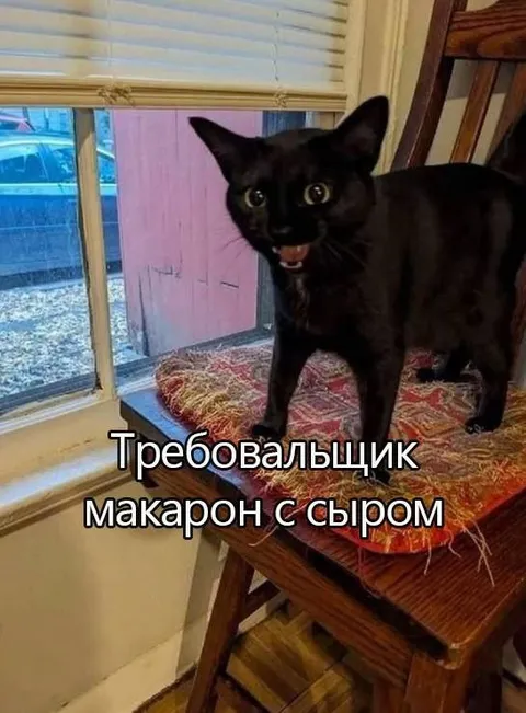 Требовательный кот хочет макароны
