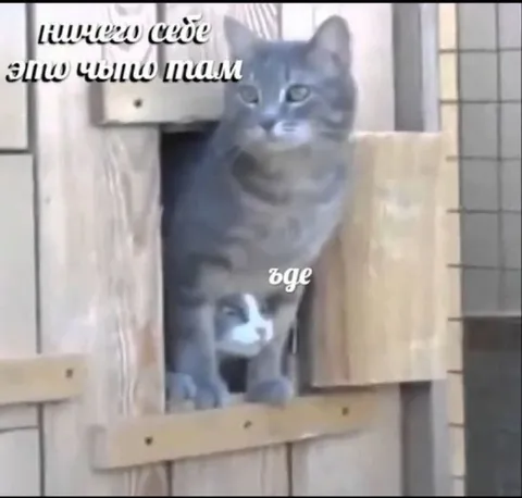 Кот выглядывает из домика