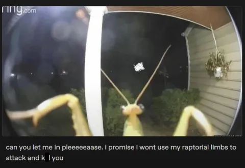 Mantis Begs to Be Let In